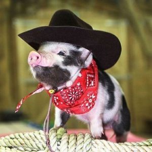 And here's a teacup pig dressed as a cowboy 
